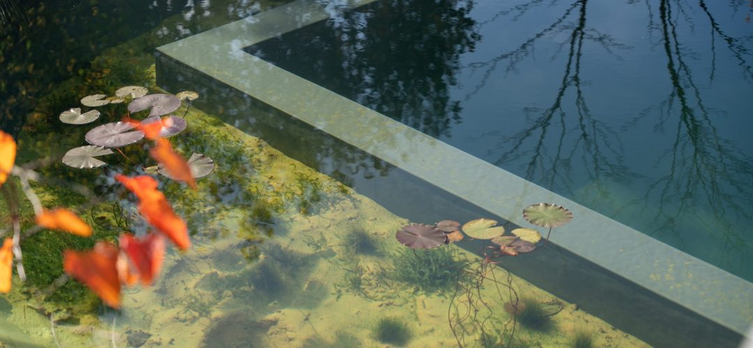 Schwimmteich_top_seerosen